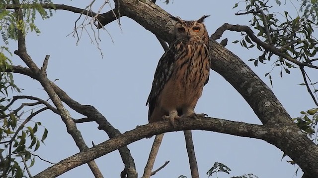 Rock Eagle-Owl - ML301438281