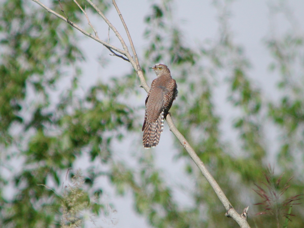 Common Cuckoo - ML301438641