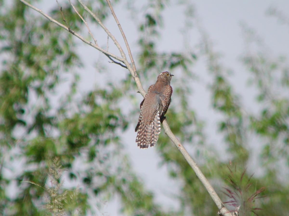 Common Cuckoo - ML301438661