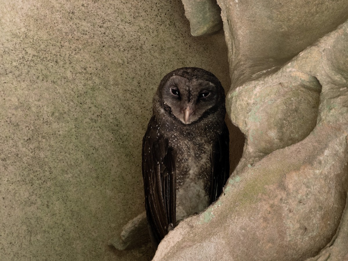 Sooty Owl (Greater) - ML301439151