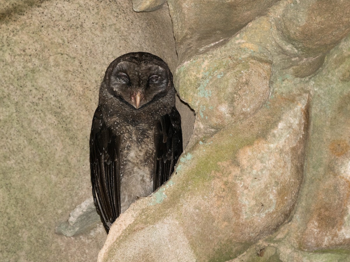 Sooty Owl (Greater) - ML301439851