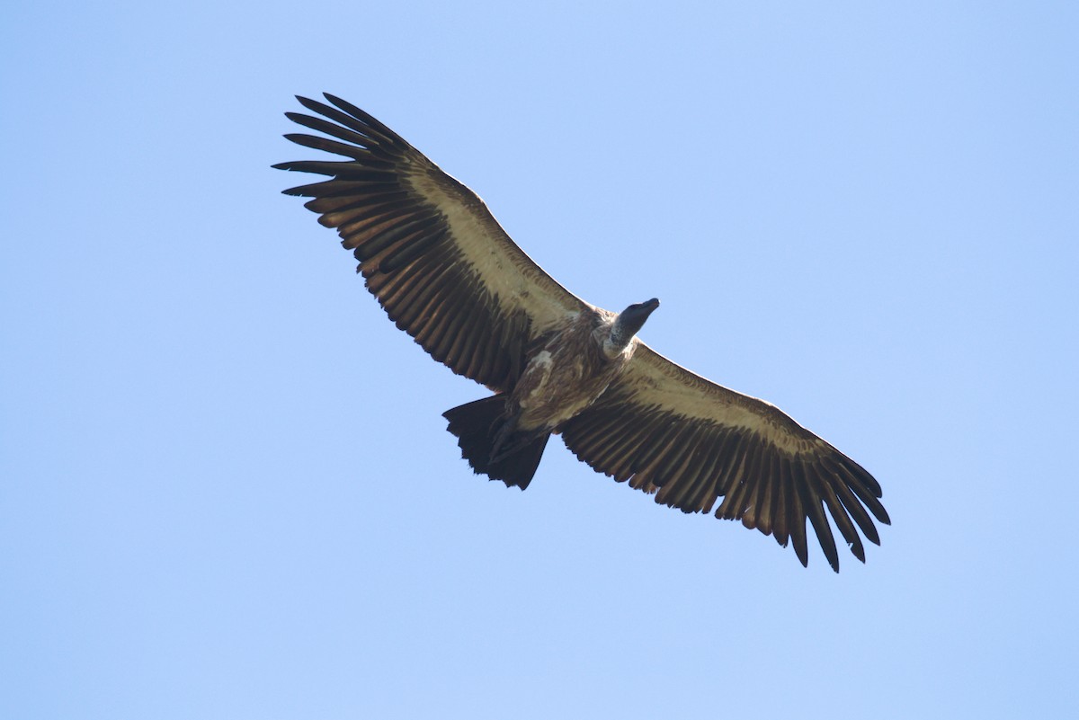 White-backed Vulture - Gerald Friedrichs