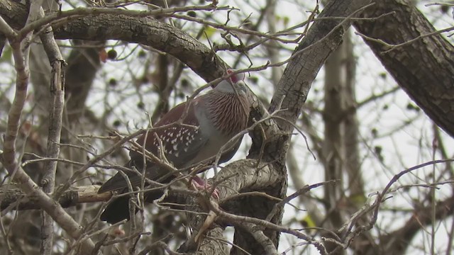 Speckled Pigeon - ML301442571
