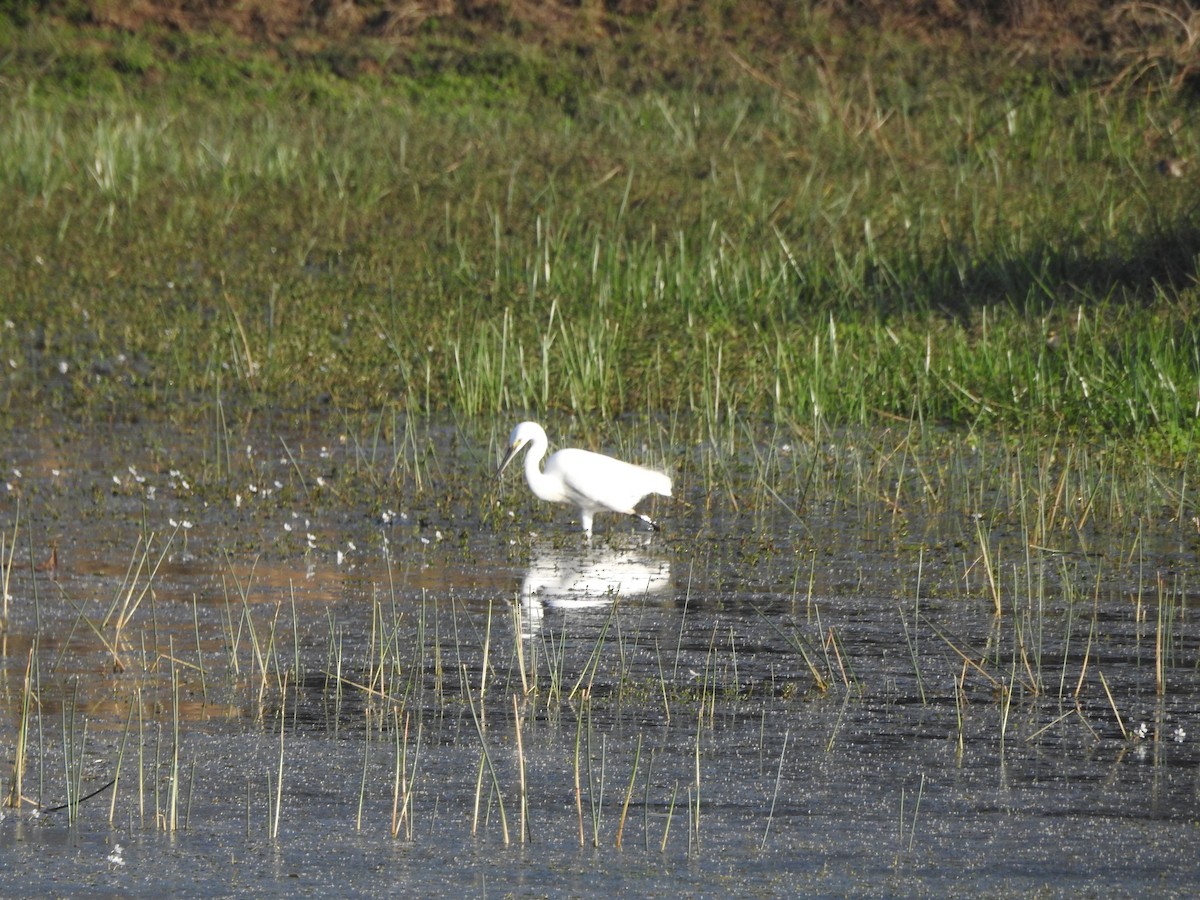 white egret sp. - Ravi Modi