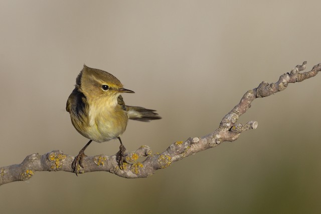 チフチャフ Ebird