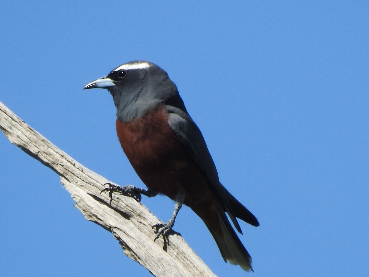 White-browed Woodswallow - ML301447241