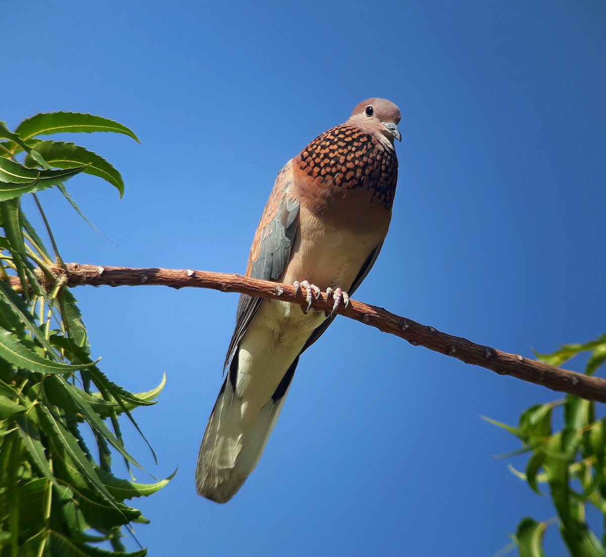 Laughing Dove - ML301450091