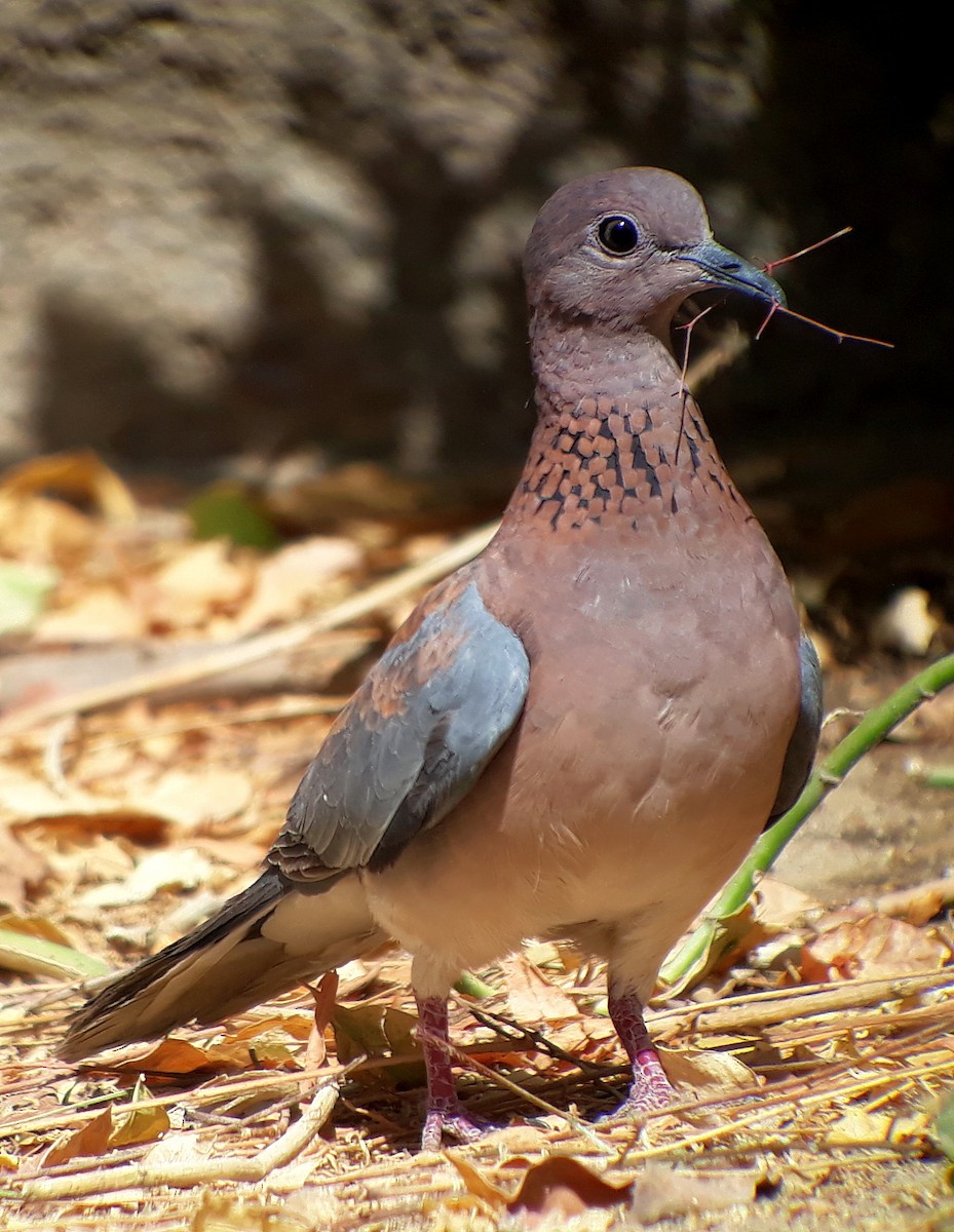 Laughing Dove - ML301451321