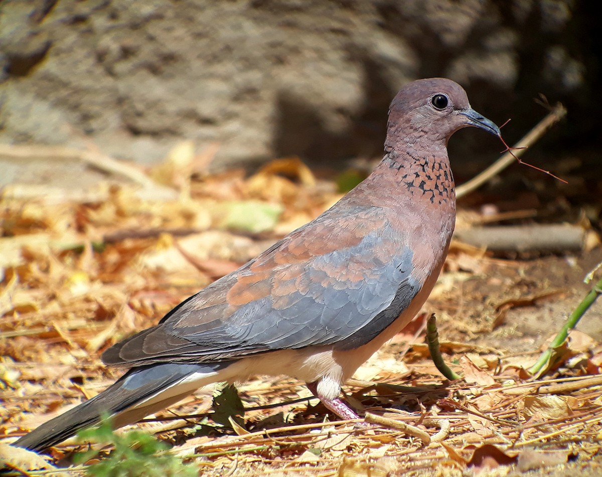 Laughing Dove - ML301451371