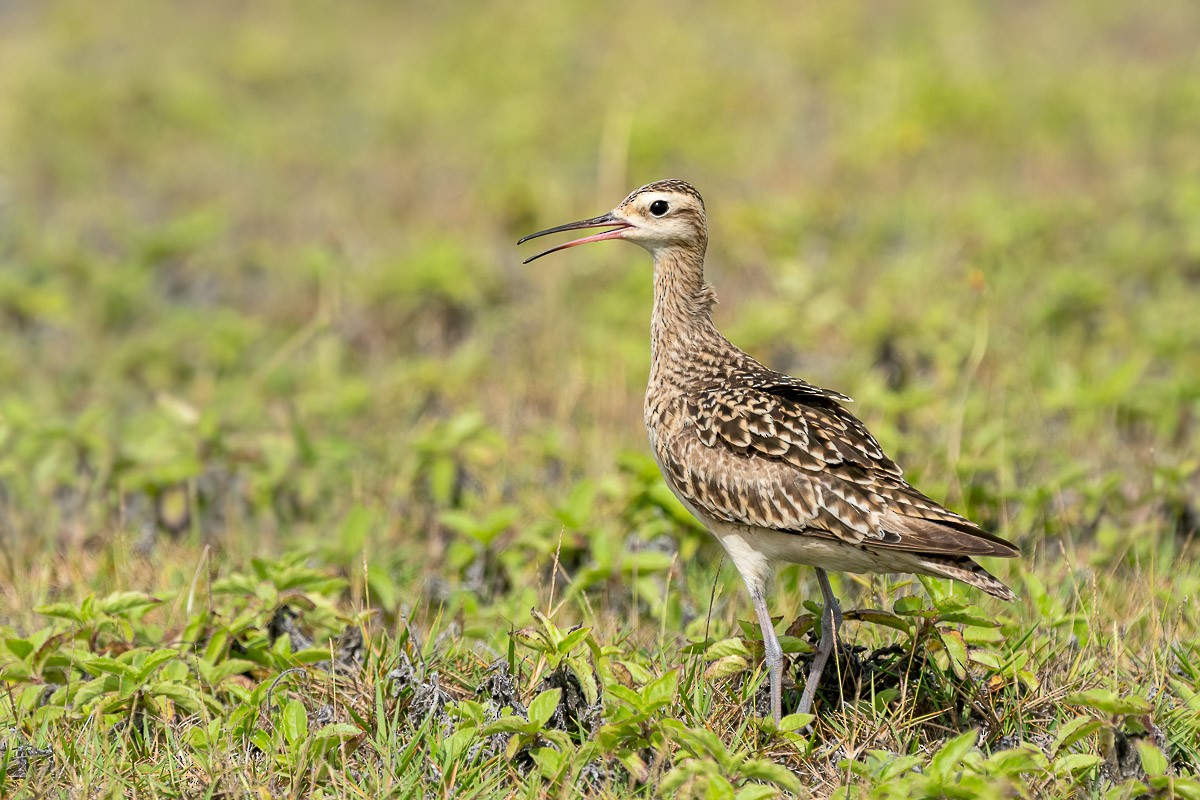 Little Curlew - ML301454441