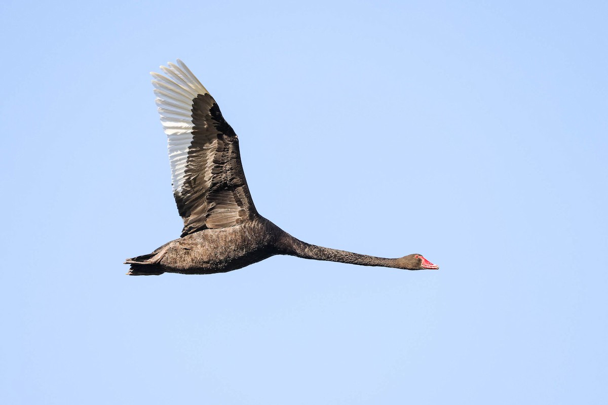Black Swan - Ged Tranter