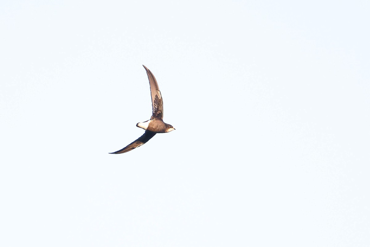 White-throated Needletail - Ged Tranter