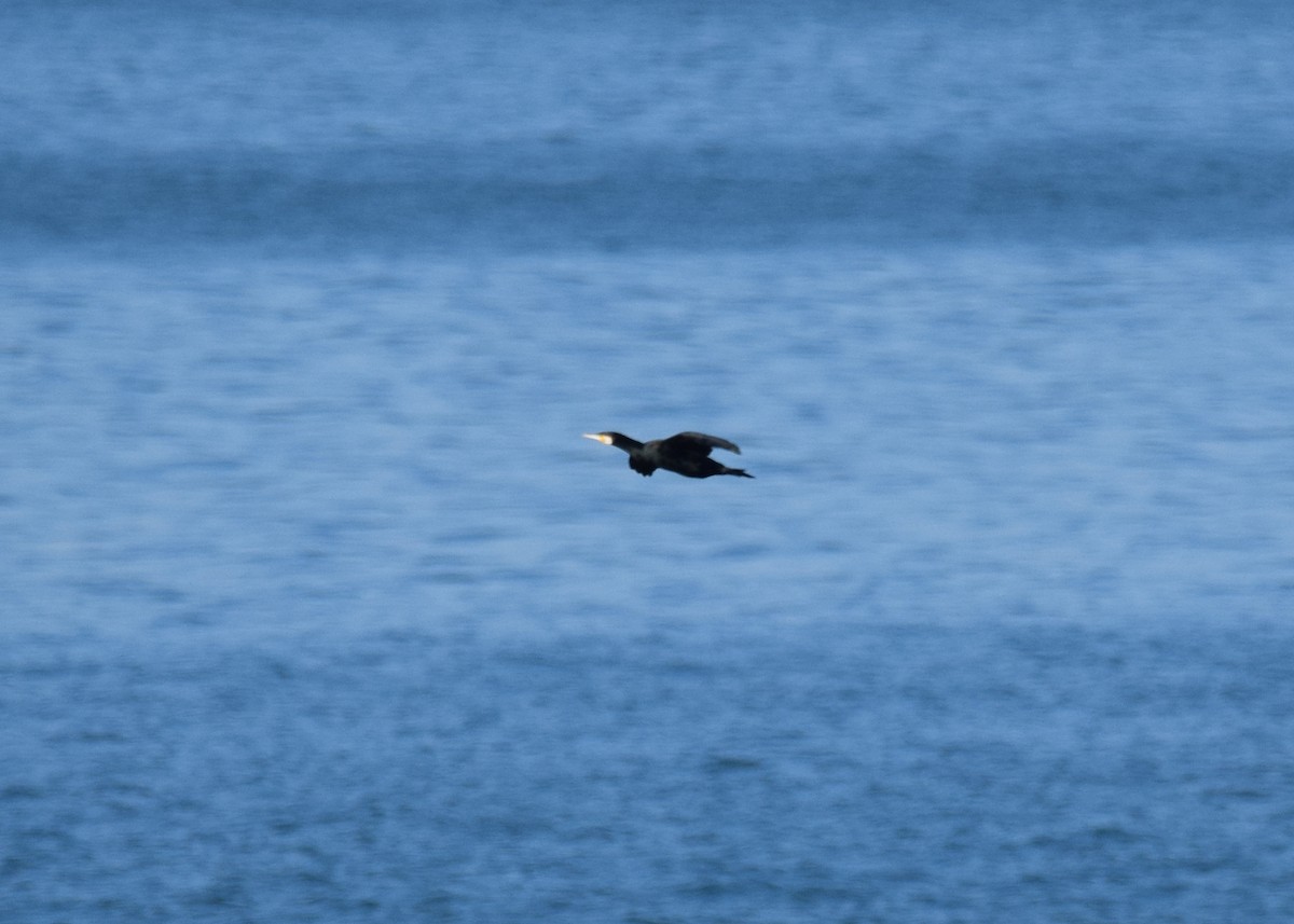 Great Cormorant - A Emmerson