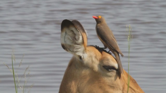 Red-billed Oxpecker - ML301457791