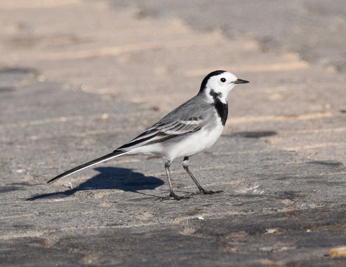 White Wagtail - A Emmerson
