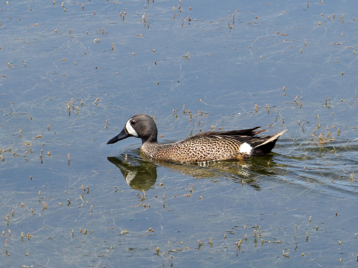 Blue-winged Teal - ML30146461