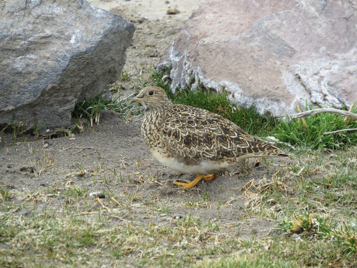 Gray-breasted Seedsnipe - ML301465511