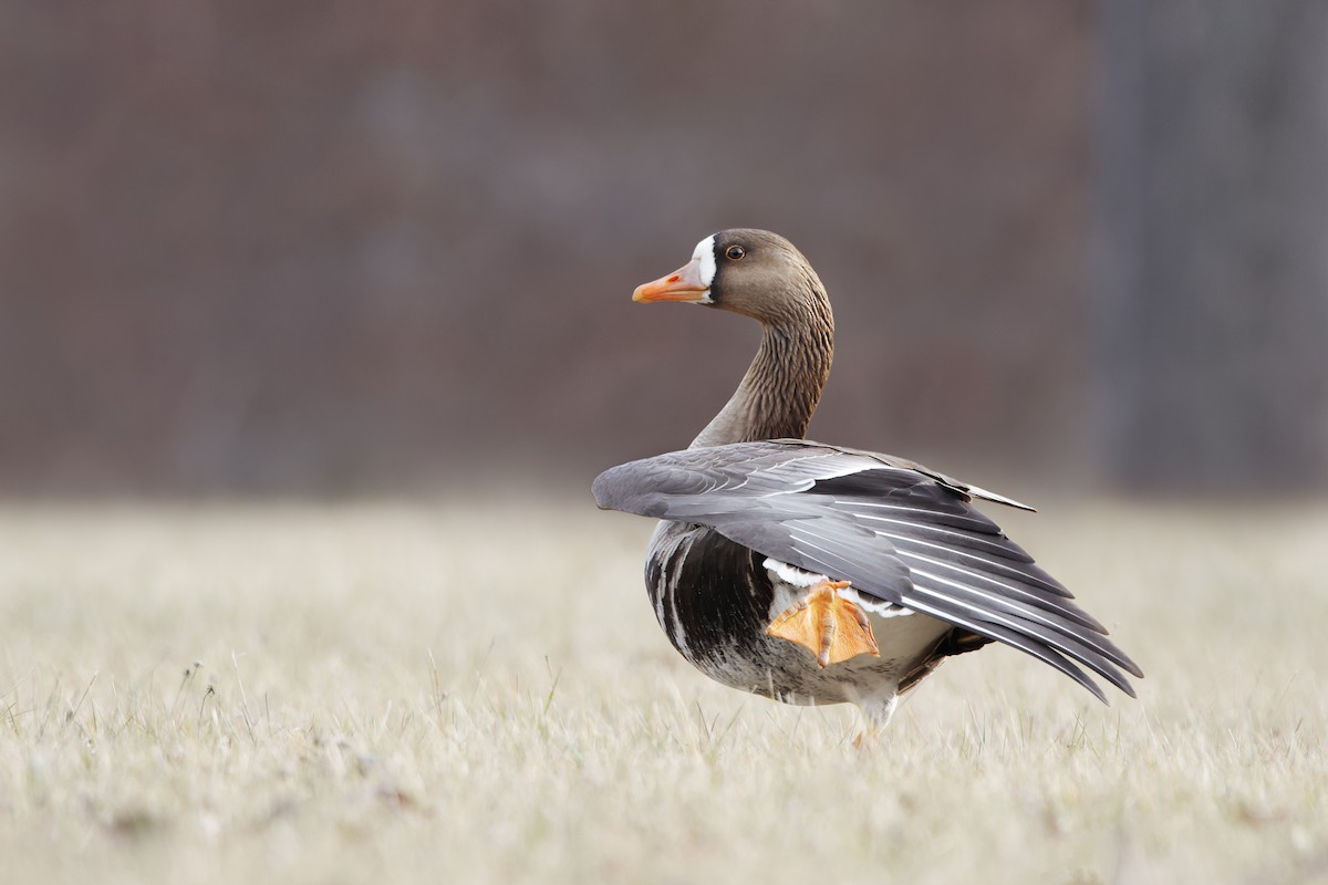 Greater White-fronted Goose - ML301468191
