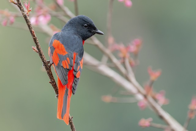 Scarlet Minivet - eBird