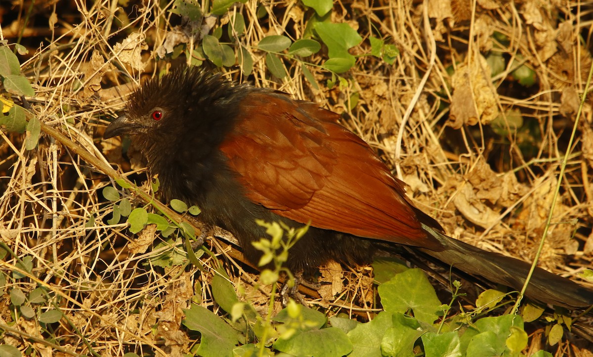 Greater Coucal - ML301473611