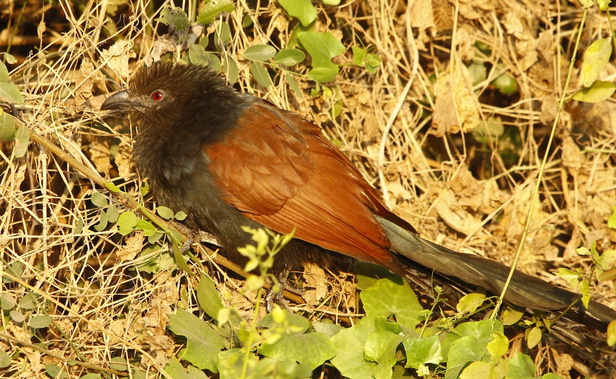 Greater Coucal - ML301474321