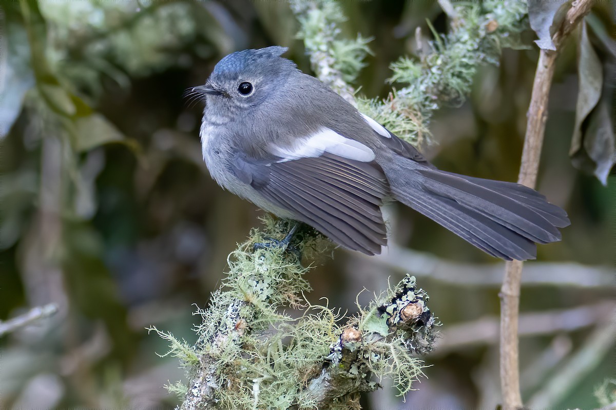 African Crested Flycatcher - ML301477181