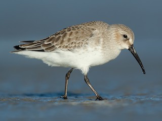 非繁殖成鳥 - Dorian Anderson - ML301478211