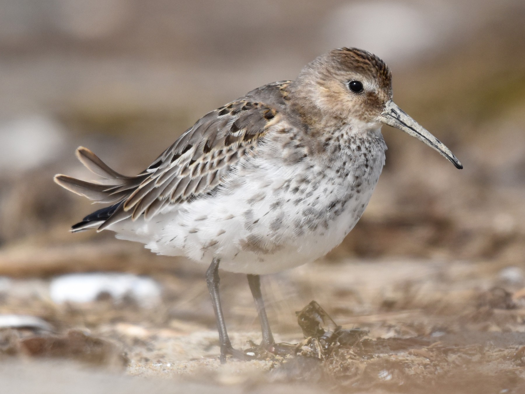 Dunlin - Nicolas Forestell