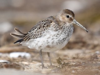  - Dunlin