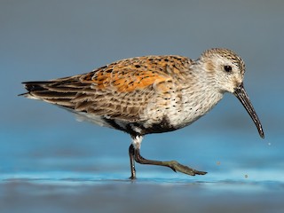  - Dunlin