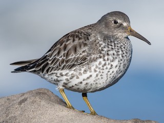  - Rock Sandpiper