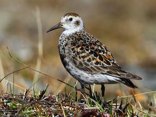  - Rock Sandpiper (Bering Strait)