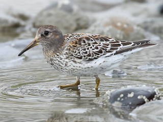  - Rock Sandpiper