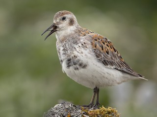 นกเต็มวัยในฤดูผสมพันธุ์ (ptilocnemis) - Marco Valentini - ML301481471