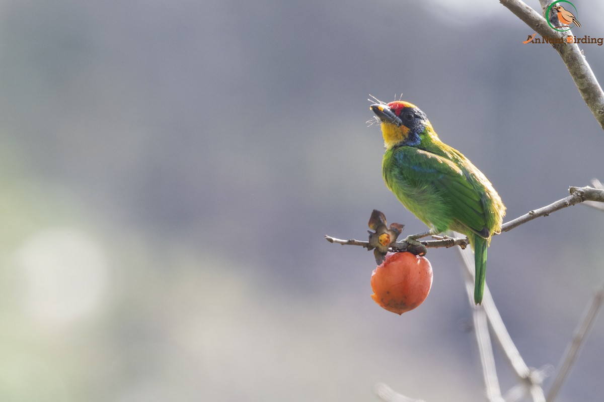 Necklaced Barbet - Dinh Thinh