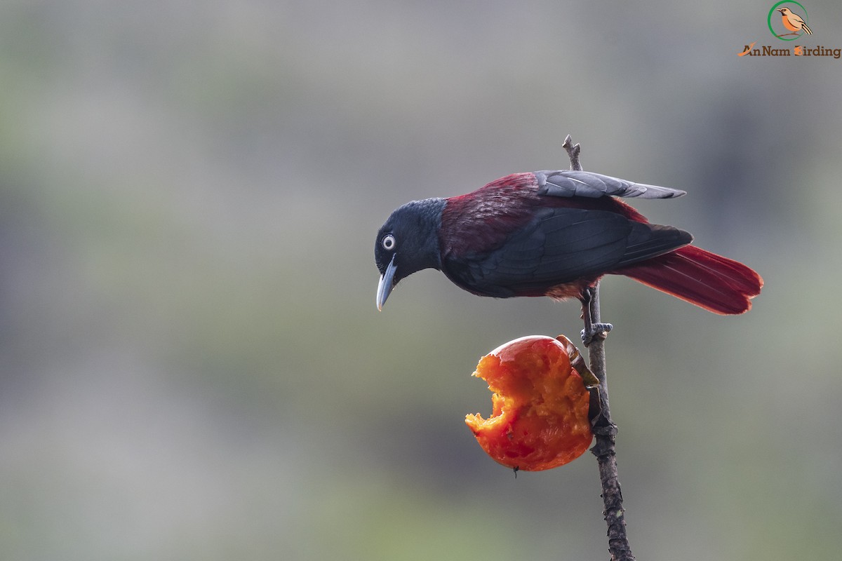 Maroon Oriole - Dinh Thinh