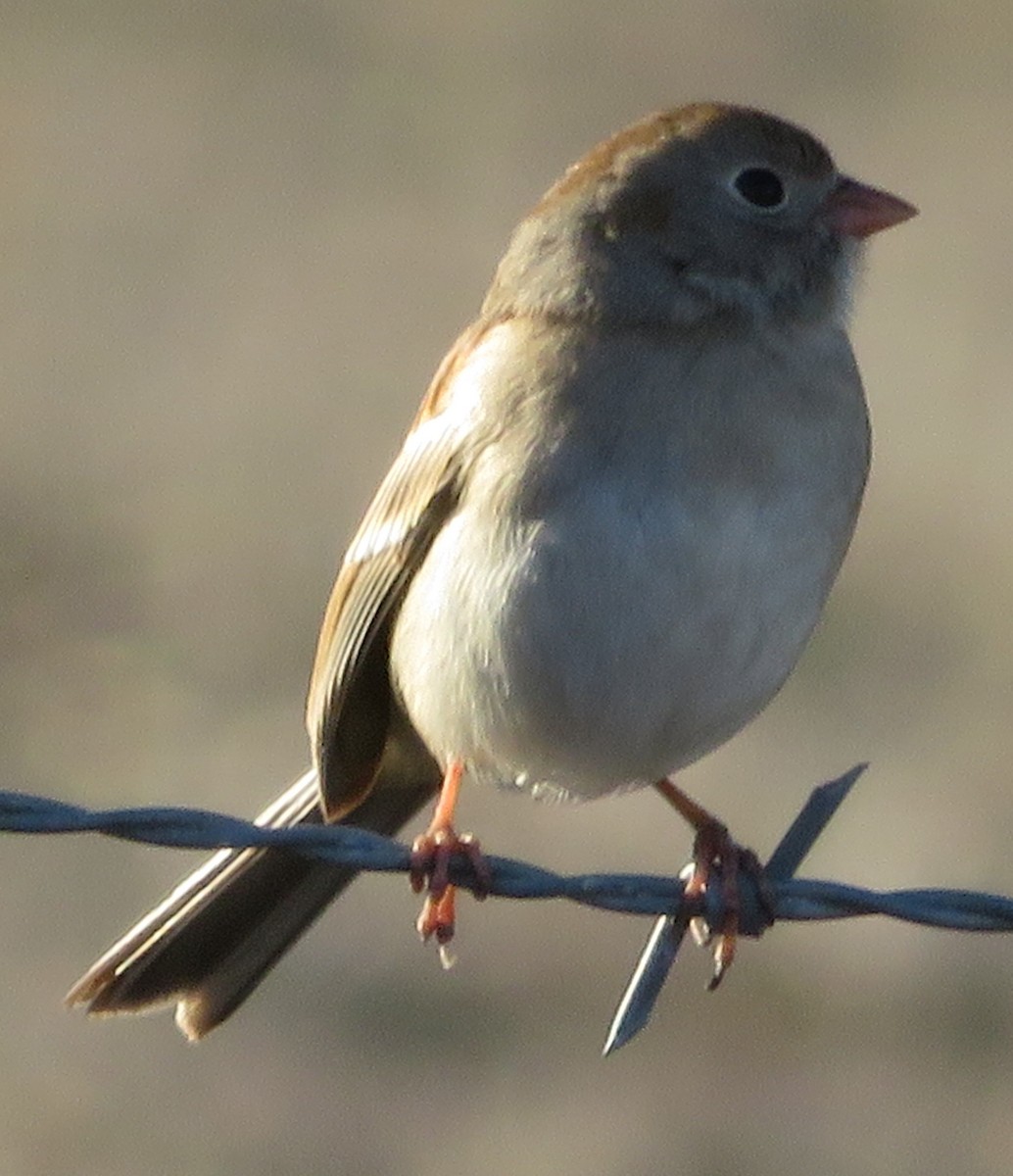 Field Sparrow - Paul Sellin