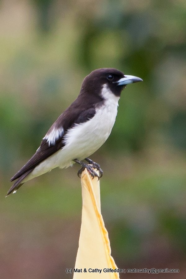 Fiji Woodswallow - Mat Gilfedder