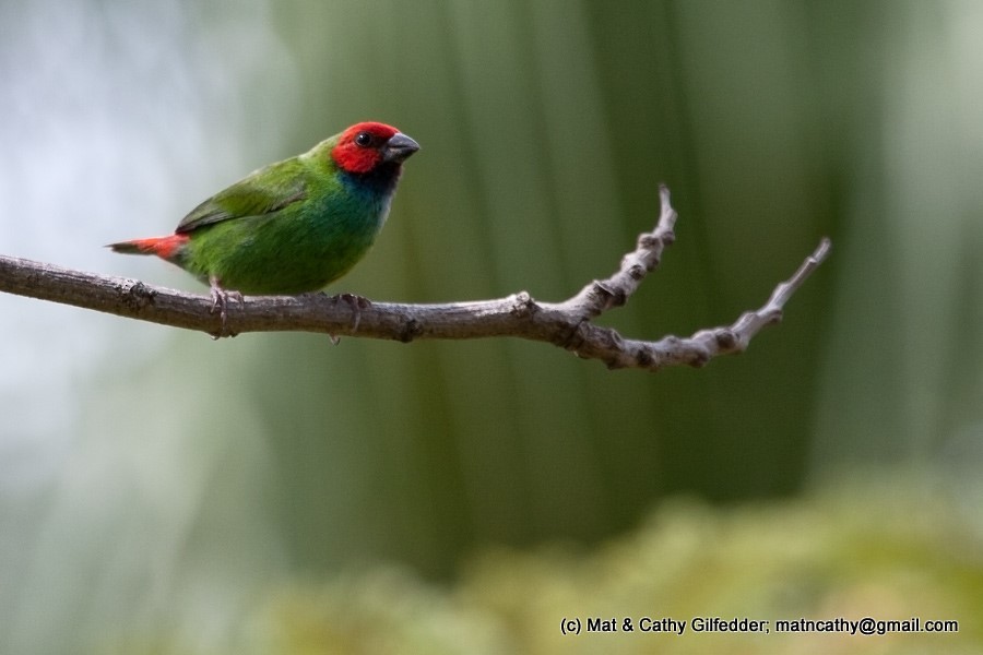 Fiji Parrotfinch - Mat Gilfedder