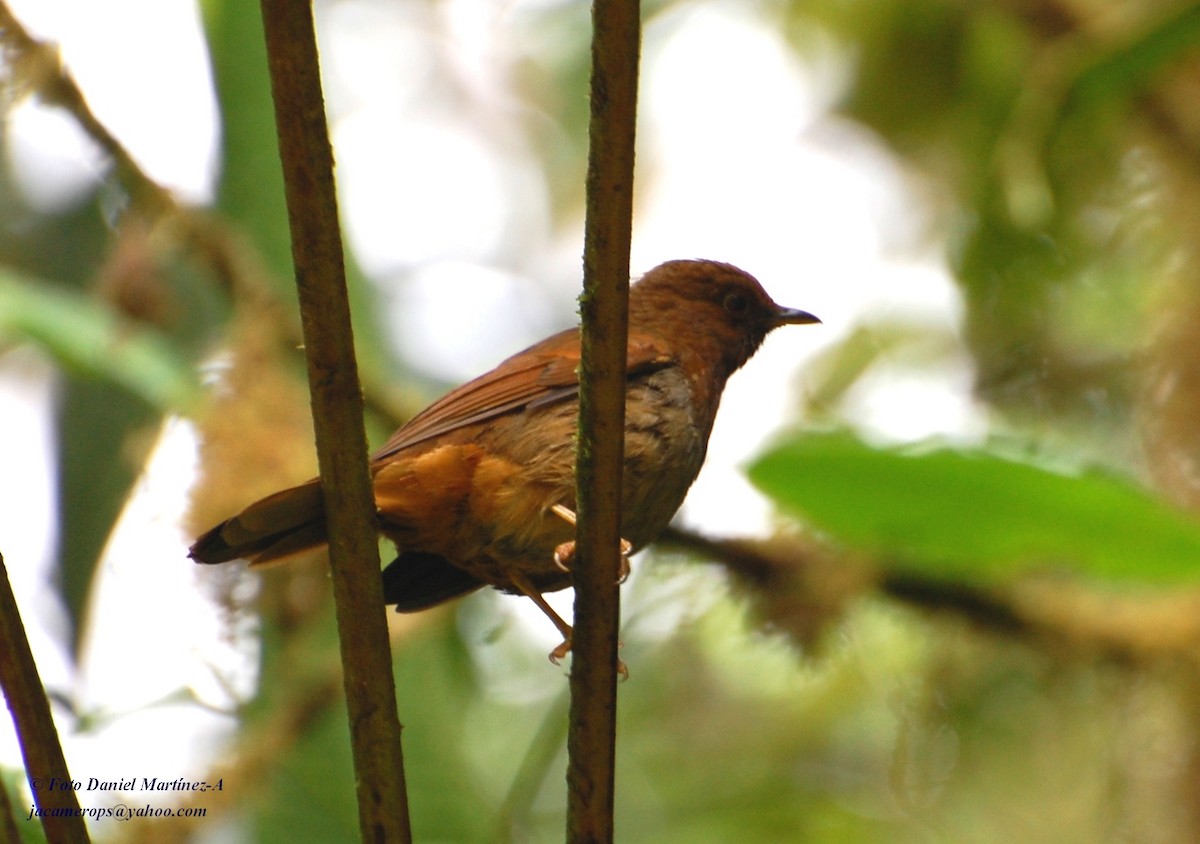 Rufous-brown Solitaire - ML30149121