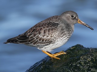  - Purple Sandpiper