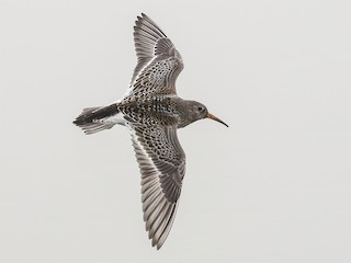  - Purple Sandpiper