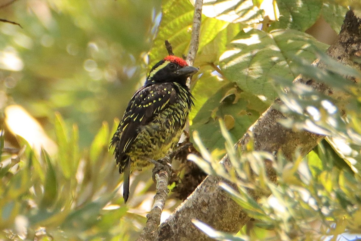 Yellow-spotted Barbet - ML301493101