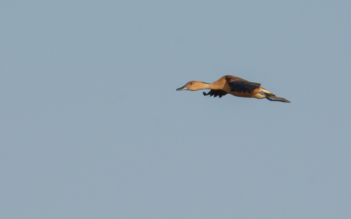 Fulvous Whistling-Duck - ML301494861