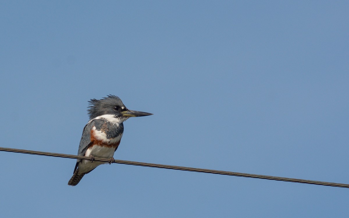 Belted Kingfisher - ML301495471