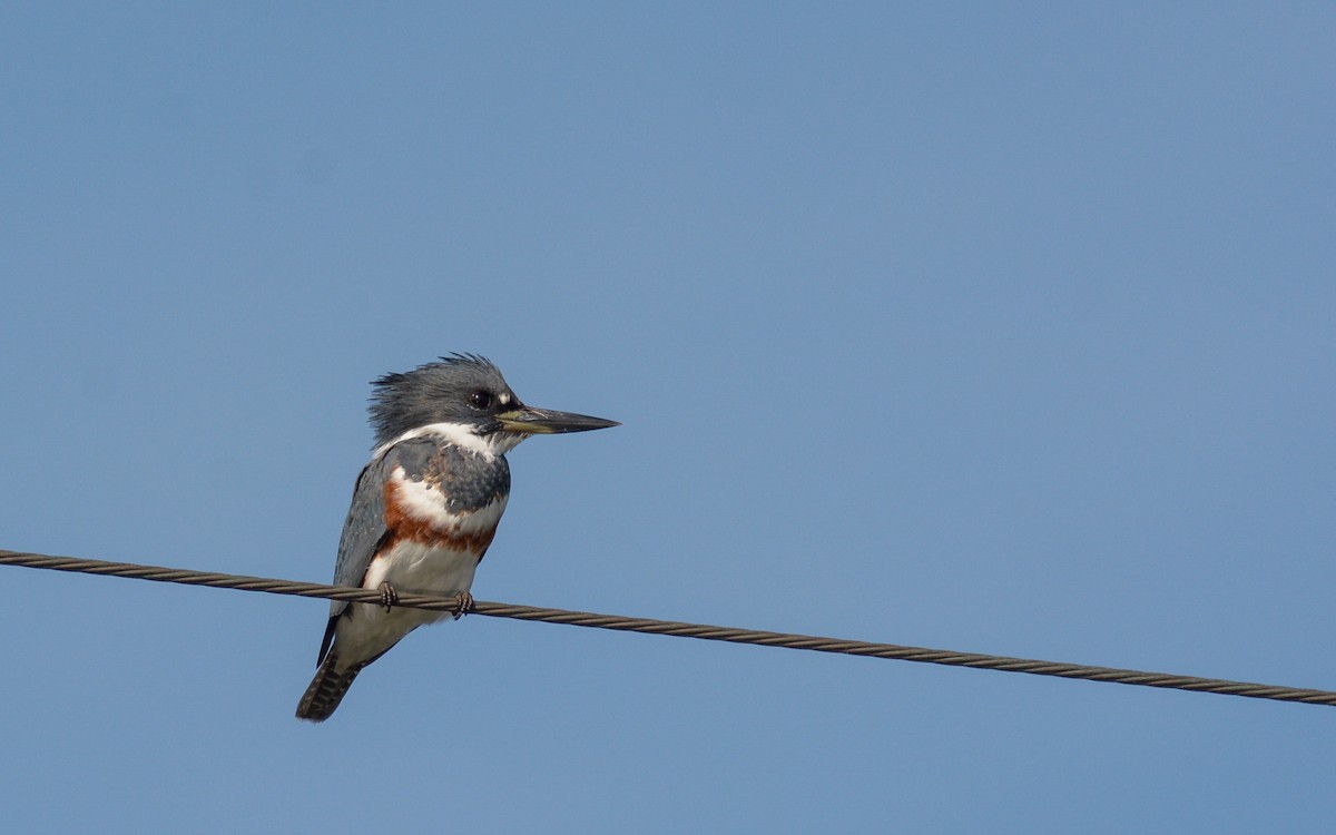 Belted Kingfisher - ML301495481
