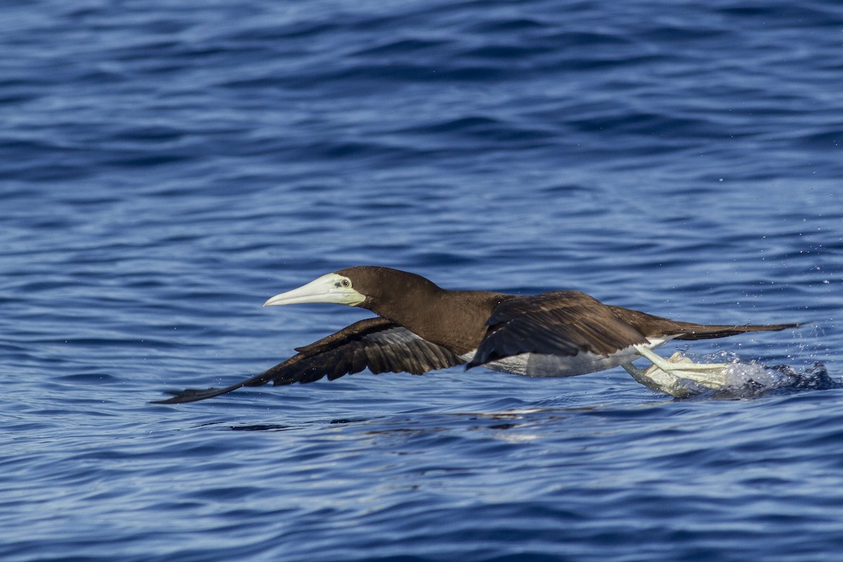 Brown Booby - ML30149571