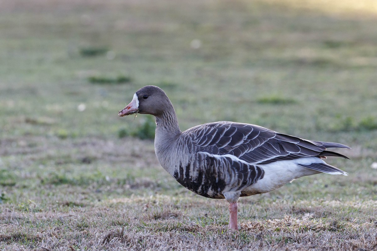 Greater White-fronted Goose - Federico Pacheco