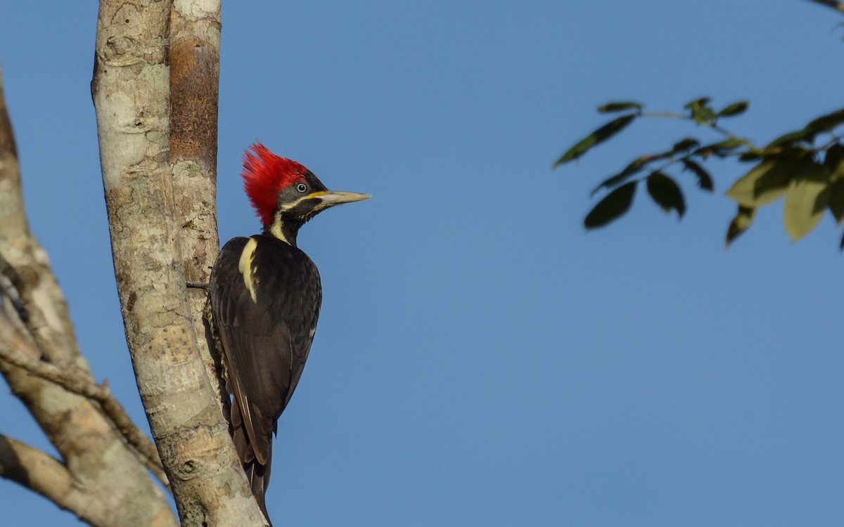 Lineated Woodpecker (Lineated) - Luis Trinchan