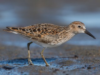  - Least Sandpiper